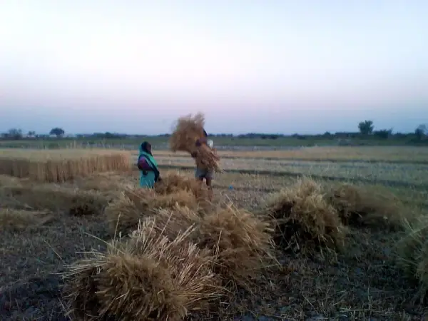 Farming landscape in Azamgarh district, Azamgarh