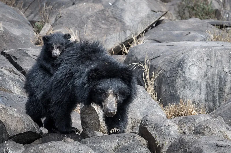 Daroji Sloth Bear Sanctuary, Ballari