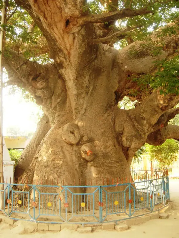 Parijaat Tree Close View, Kintoor, Barabanki