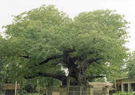 Sacred Parijaat Tree at Kintoor, Barabanki