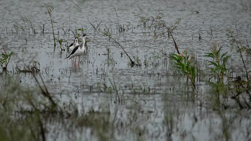 Hesaraghatta Lake, Bengaluru North