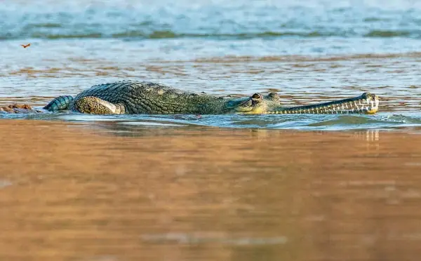 Gharial at the National Chambal Sanctuary, Bhind