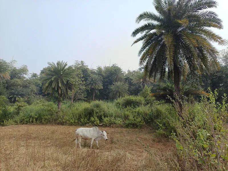 Bokaro village, Bokaro