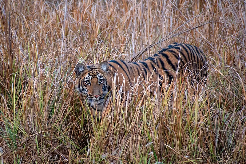 Tadoba Andhari Tiger Reserve, Chandrapur