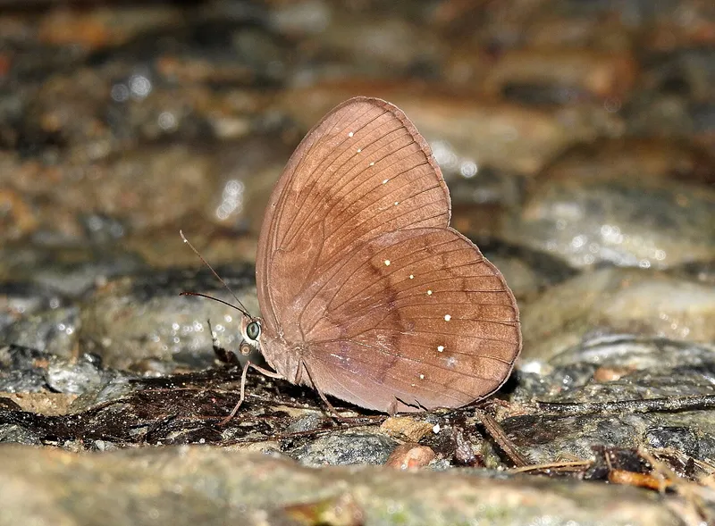 Namdapha National Park, Changlang