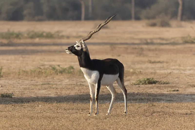 Tal Chhapar Sanctuary, Churu