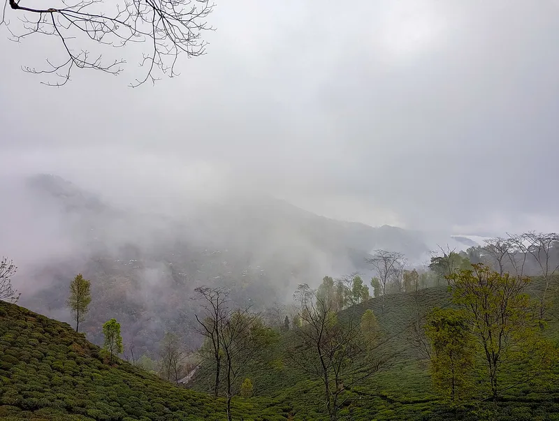 Darjeeling Tea Garden, Darjeeling
