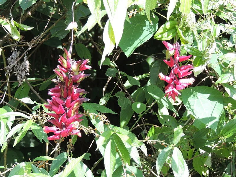 Mishmi Hills, Dibang Valley
