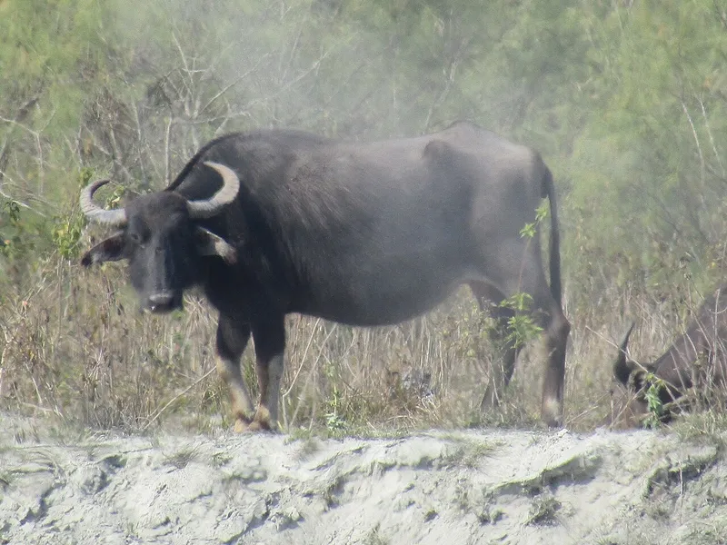 Dibru-Saikhowa National Park, Dibrugarh
