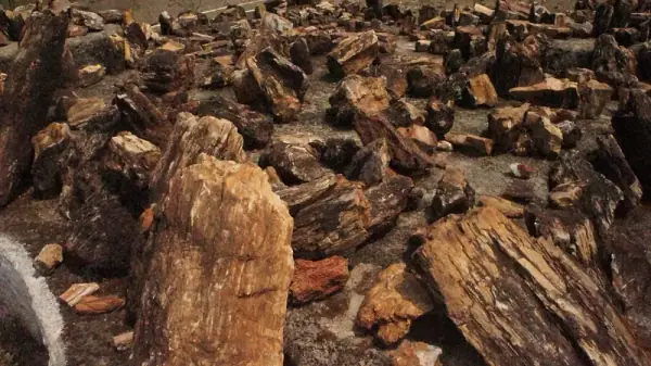 Ghughua National Fossil Park, Dindori, Dindori