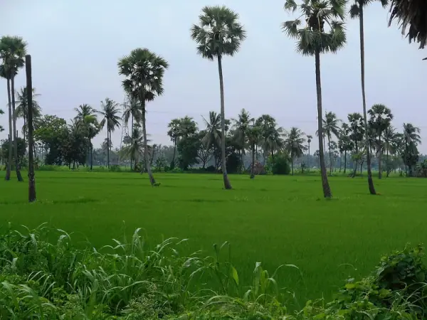 Crop fields in Yeditha, Dr. B. R. Ambedkar Konaseema