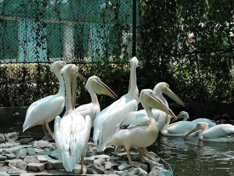 Maitri Bagh Zoo, Durg