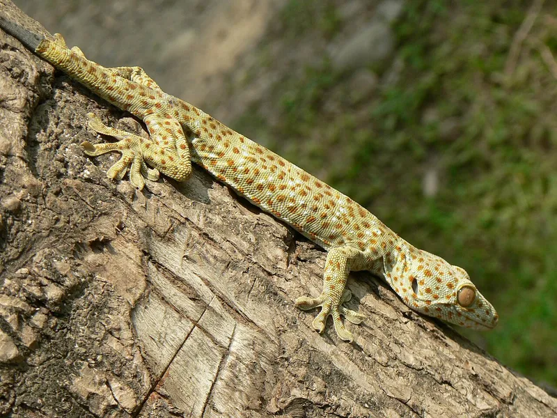 Pakke Wildlife Sanctuary, East Kameng