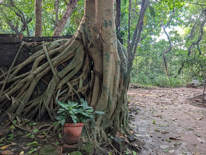 Mangalavanam Bird Sanctuary, Ernakulam