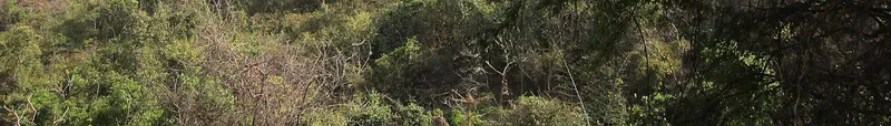 Santhal Pargana, Godda