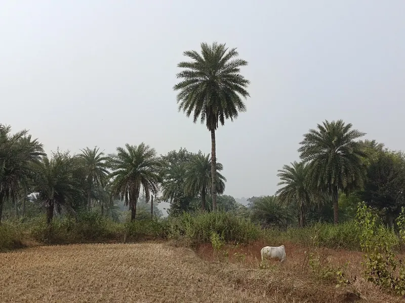Gumla Park, Gumla