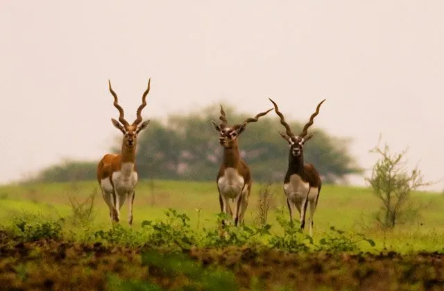 Ranebennur Blackbuck Sanctuary, Haveri