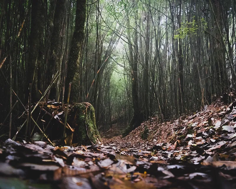Neora Valley National Park, Kalimpong