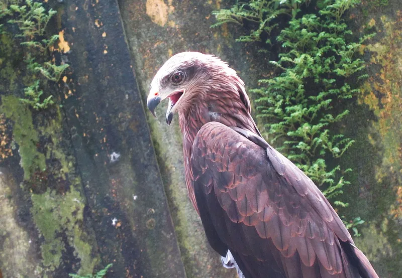 Assam State Zoo, Kamrup