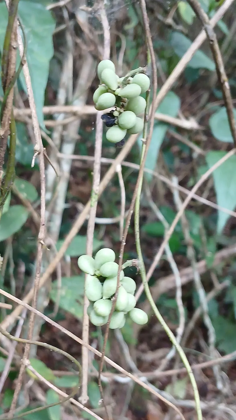 Kottancheri Hills, Kasaragod