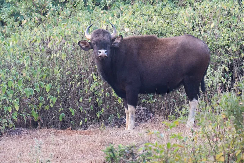 Radhanagari Wildlife Sanctuary, Kolhapur