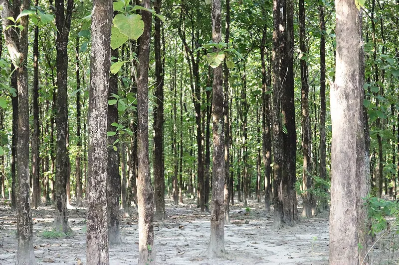 Methun Sapori, Lakhimpur
