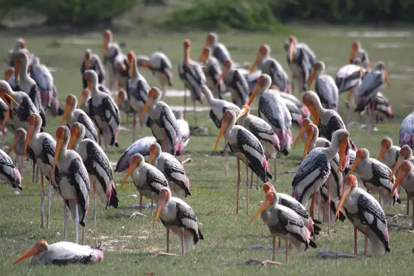 Painted Stork Flock at Saman Wetland, Mainpuri