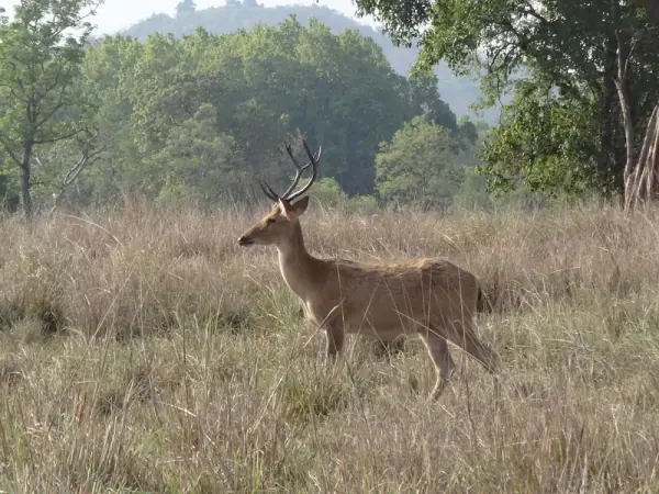 Barasingha (swamp deer) at Kanha, Mandla