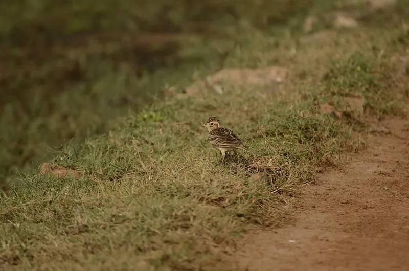Point Calimere Wildlife Sanctuary, Nagapattinam