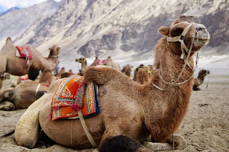 Hunder Sand Dunes, Nubra