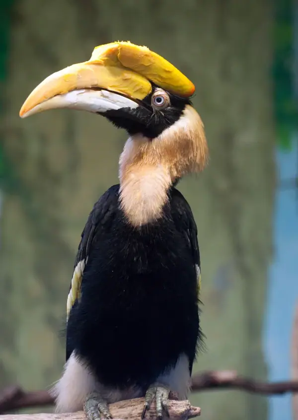 Hornbill, Pakke-Kessang
