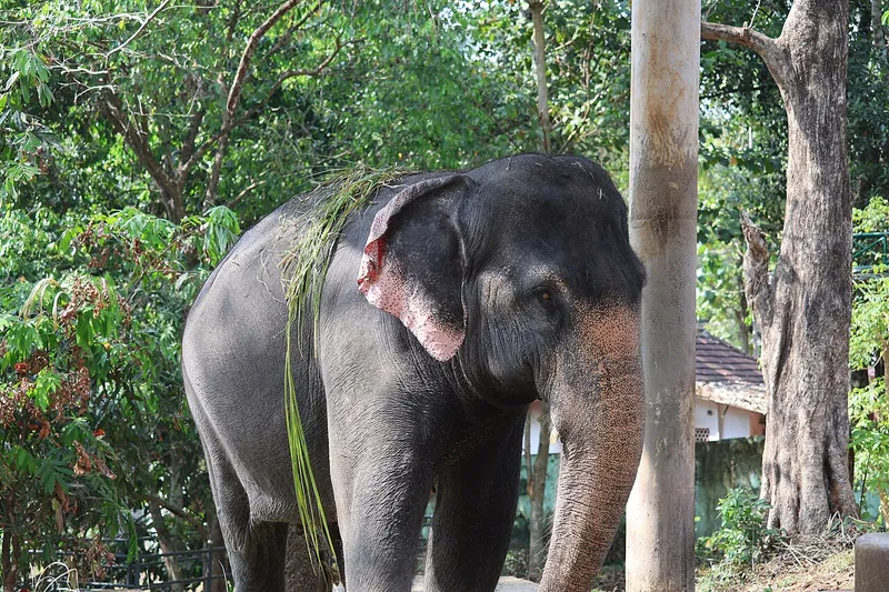 Konni Elephant Training Centre, Pathanamthitta