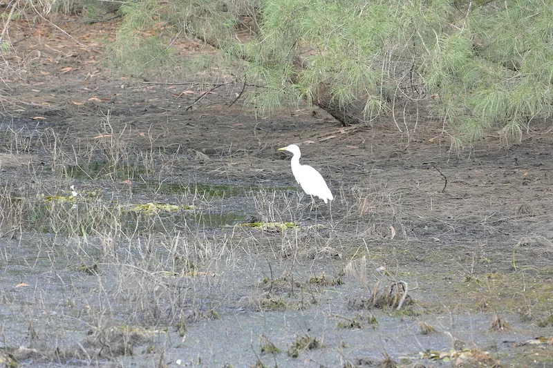 Balukhand-Konark Wildlife Sanctuary, Puri