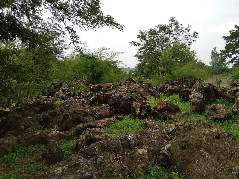 Kaimur Wildlife Sanctuary, Rohtas