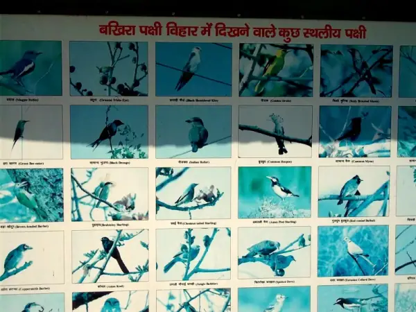 Migratory birds at Bakhira Sanctuary — winter visitors from Siberia and Central Asia, Sant Kabir Nagar