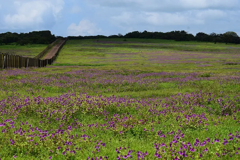 Kaas Plateau, Satara