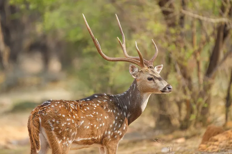 Ranthambore Tiger Reserve, Sawai Madhopur