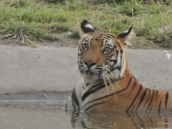 Tiger in Bandhavgarh Tiger Reserve (nearby), Shahdol