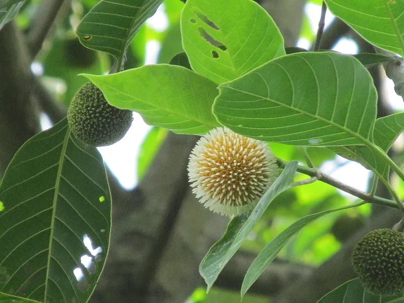 Kadamba Tree, Sheohar