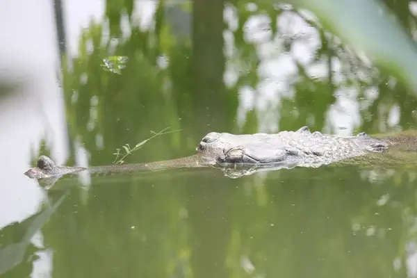 Gharial on the Son river, Son Gharial Sanctuary, Sidhi