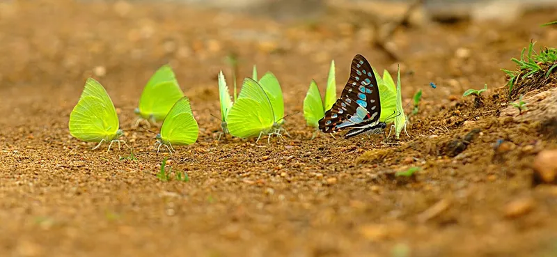 Bala Moth, South West Garo Hills