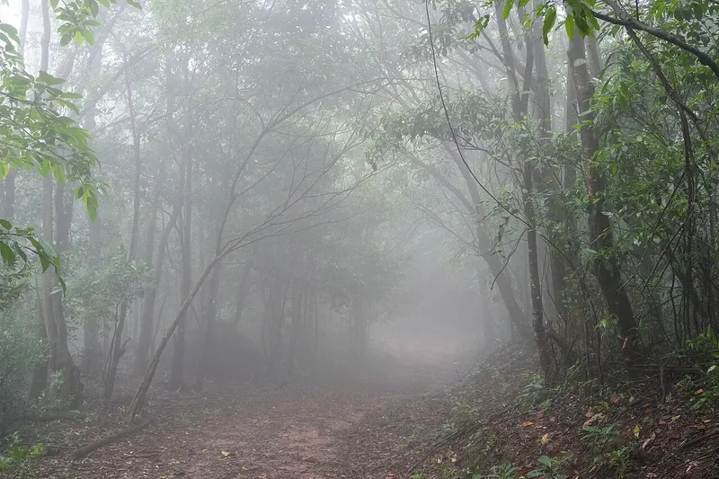 Nokrek National Park, South West Garo Hills