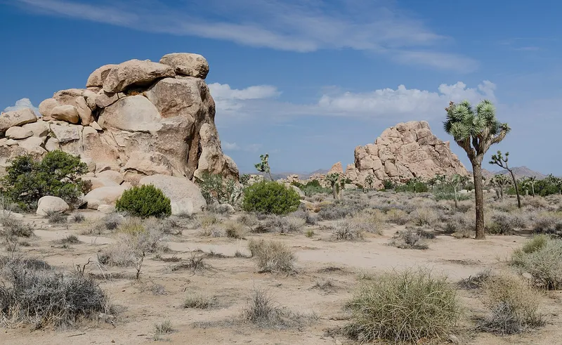 Desert National Park, Sri Ganganagar