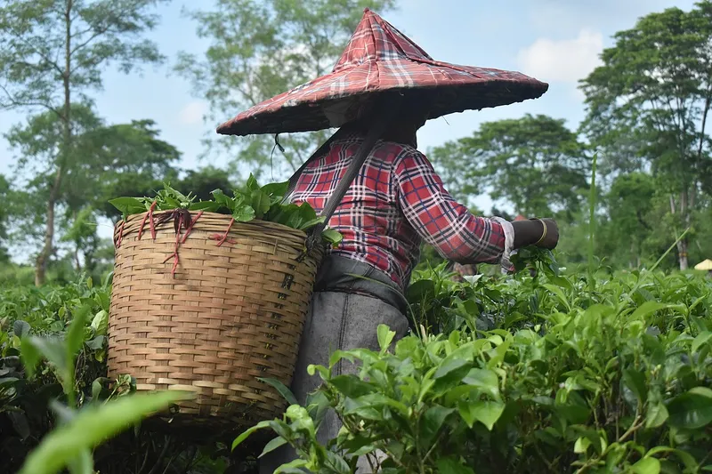 Assam Tea Gardens, Sribhumi
