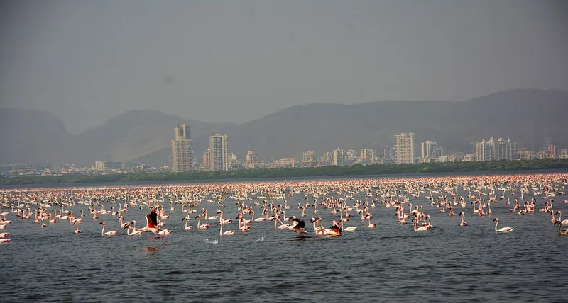 Thane Creek Flamingo Sanctuary, Thane