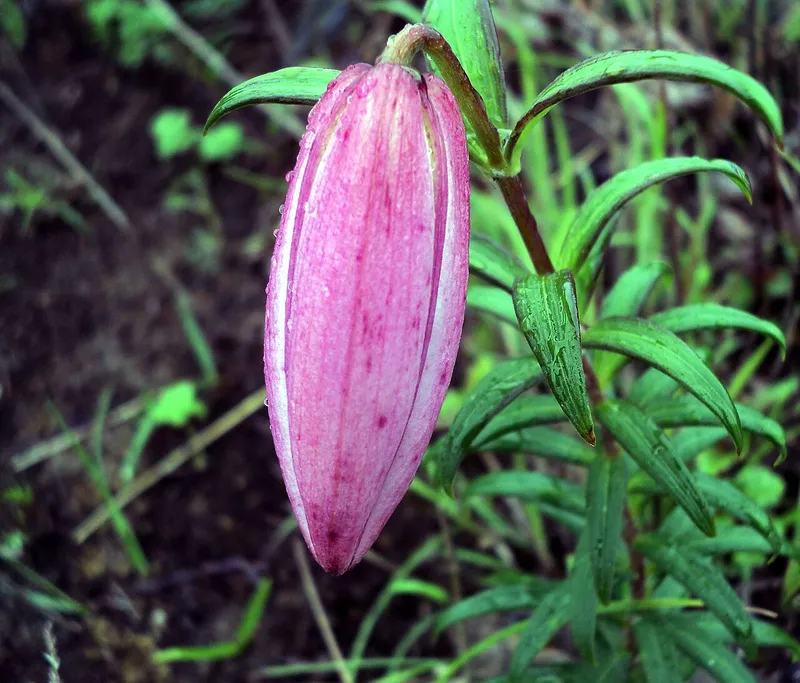 Shirui Lily, Ukhrul