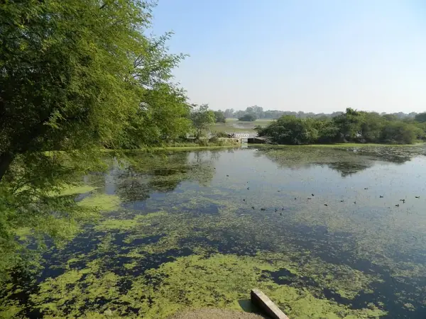Nawabganj Bird Sanctuary, Unnao — Ramsar wetland landscape, Unnao