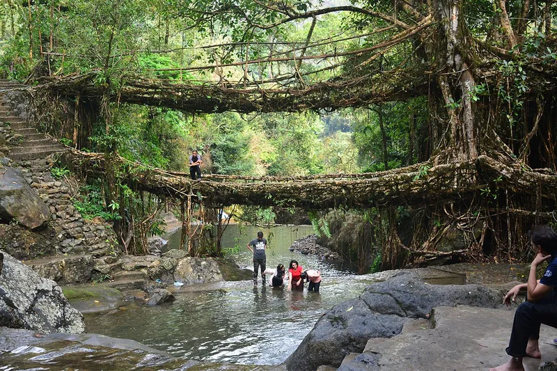 Living Root Bridges, West Khasi Hills