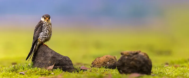 Amur Falcon, Wokha