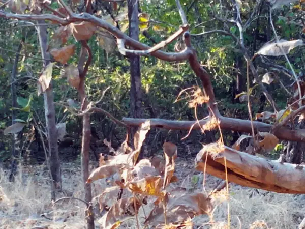 Gir National Park interior, Sasan Gir